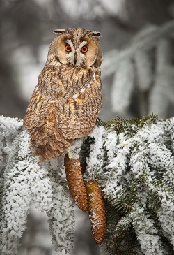 beautiful-wildlife:  Long-eared Owl by Robert Adamec 