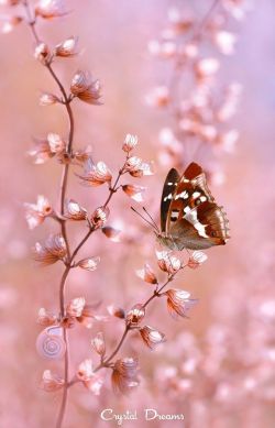 beautymothernature:  Butterfly mother nature