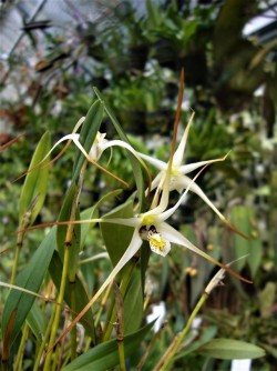 orchid-a-day:  Dendrobium aratriferumSyn.: Diplocaulobium aratriferumJune 2, 2019 
