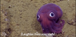 eyjoey:  starfleetrambo:  spam-bot:  slavetomyheadcanon:  frostyknickers:  prettybluescarf:  [discovered] [immediately mocked by scientists]   me as a discovery How can you not include the video? @lordcephalopod  THEY’RE ROASTING HIM    Nawww, I’m