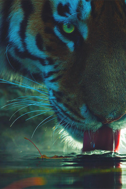 wearevanity:   La langue du tigre (Tongue of the Tiger) © 