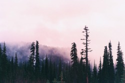 northwezt:  Mount Rainier, WAFlickr / Instagram