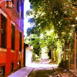 annamolly528:  #philly overgrowth #alley #brick #cool