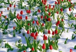 fleurs-et-crayons:  Tulips in Snow, Jeremy Ranch, Park City Utah