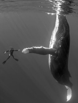 I&rsquo;ve often fantasized about swimming with a blue whale.