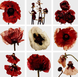Flowers by Irving Penn