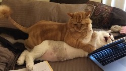 tranceofreading:awwww-cute:  my boyfriend doesn’t believe that his cat bullies mine  “I’VE BEEN ATTACKED”