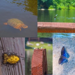 Nature Finds @ Camp 🦋🐢🐠📸#photography #nature #cameragirlflow #butterfly #dragfly #snappingturtle  (at Lake Hopatcong, New Jersey)