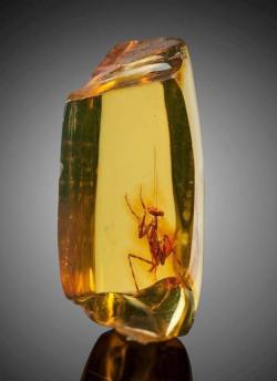 sixpenceee:A praying mantis (hymenaea protera) trapped in amber, approximately 12 million years old.