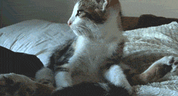 deerstalkingdeathfrisbee:  weenierenegades:  CATS ARE FUCKIN WEIRD  don’t pretend you wouldn’t stretch like this if you had the flexibility  hahahahahaha