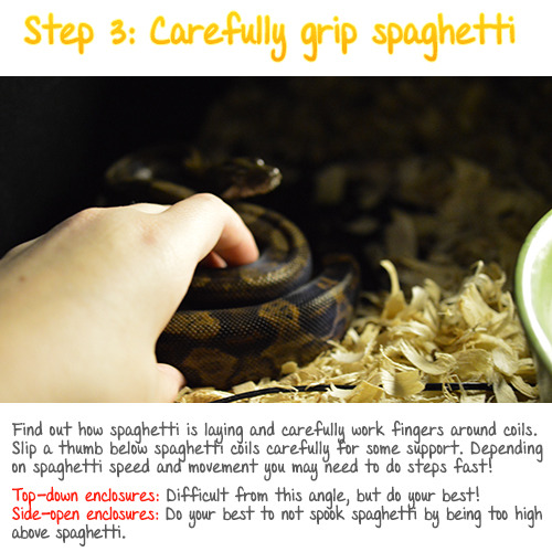 lotsofsnakes:I hope this helps! As long as you’re gentle and don’t squeeze on your spaghetti, you’re not hurting your spaghetti. :)