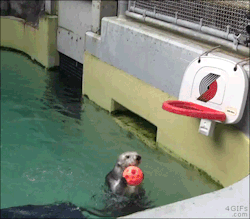 4gifs:  19-year-old sea otter plays basketball to stay healthy. [video]