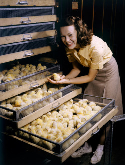 natgeofound:  Smiling young woman holds chick above chicken-filled incubator drawer in Arkansas, July 1944.Photograph by B. Anthony Stewart, National Geographic