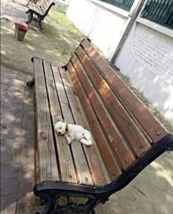 lambhoof:  i have a special folder for photos of small dogs snoozing on large sleeping places 