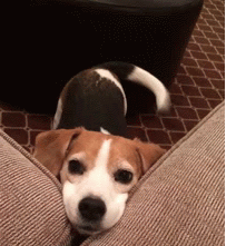 reblog-gif:  ☆ ☆ Crazy and FUNNY Gif Blog ☆ ☆   My dog when he wants food from my dish