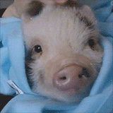 salix-lucida:  vegan-bacchante:  Pigs love affection and snuggles, yet the method of raising pigs for slaughter is one of the cruellest known to mankind. It deprives pigs of natural contact, access to dirt and sunshine, and leaves them without any outlet