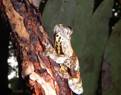 buggirl:  Perfectly evolved for life on tree bark- Tree Frog, Tiputini, Ecuador. Give a dollar to science!