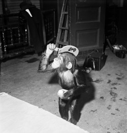 funjoke:Roman Vishniac - Cookie the Chimpanzee playing ping-pong, Bronx Zoo, New York, 1943.
