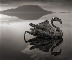 ludikat-lacat:  shefilmstheclouds:  Photographed by Nick Brandt &ldquo;I unexpectedly found the creatures - all manner of birds and bats - washed up along the shoreline of Lake Natron in Northern Tanzania. No-one knows for certain exactly how they die,