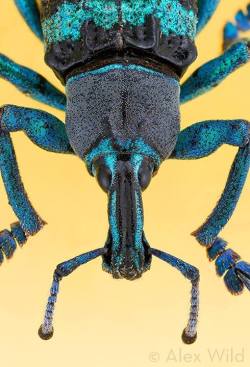 Earth-Song:  Thursday Afternoon. Time For A Blue Weevil, Of Course. (Eupholus Sp.)
