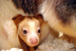 zooborns:  Roger Williams Park Zoo Welcomes Endangered Tree Kangaroo  Roger Williams Park Zoo in Rhode Island has just announced the birth of a Matschie’s Tree Kangaroo, born in October last year. The female joey, named Holly, is the first tree kangaroo