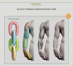 help-me-draw:  Block forming semipronated arm of Michelangelo David via Anatomy Next 