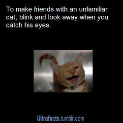ultrafacts:  potatoething:  melodramatic-wallflower:  ultrafacts:  More Ultrafacts (Source)  I WILL HAVE ALL THE KITTY FRIENDS  so important.  Slow blinking by a cat (sort of an eyes-almost-closed look, almost trance-like) is a good sign — one that