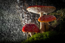tulipnight:  Take Shelter by Lee Acaster