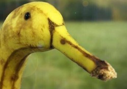 asian:  thoughtsofjasson:   animal-factbook:  The Banana duck, native to Haiti and Venezuela, is appeeling for its bright yellow skin and long bill.  That’s a banana.   That’s what the government wants you to believe. 