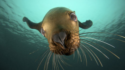 funkysafari:  Canada, Hornby Island, Steller sea lion (Eumetopias jubatus) by rahulsharma2293 