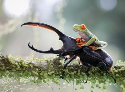 Hitchin’ a ride (Rhinoceros Beetle and Red-eyed Tree Frog)