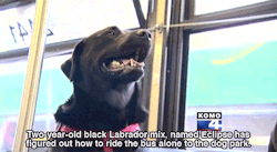 Huffingtonpost:  Seattle Dog Figures Out Buses, Starts Riding Solo To The Dog Park