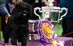 And the winner is &hellip; (Banana Joe, an Affenpinscher, stands beside his Best in Show trophy after winning the 137th Westminster Kennel Club Dog Show at Madison Square Garden in New York)