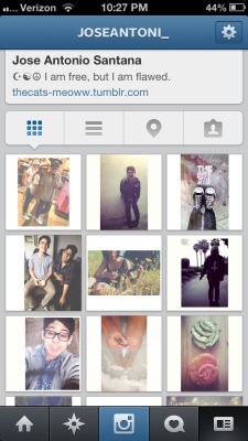 Follow my Instagram kitties 🐱
