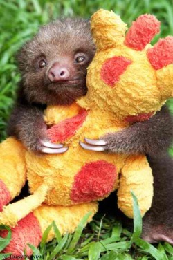 funnyordie:  Sloth’s Best Friend