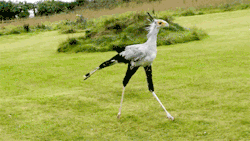 duhmai:  pointeblanck:  fat-birds:  secretary bird walking around.  is that a fucking chocobo  IT’S A FUCKING CHOCOBO. OH MY GOD. YES. THEY’RE REAL! 