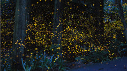 odditiesoflife:  Long Term Exposure of Mating Gold Fireflies Japanese photographer Yuki Karo goes to various places around Maniwa and Okayama Prefectures in Japan and uses long exposure to capture some stunning shots of mating gold fireflies. 