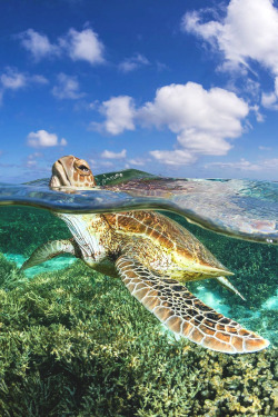 lsleofskye:  Green Sea Turtle | jordan_robinsLocation: Heron Island, Great Barrier Reef, Australia
