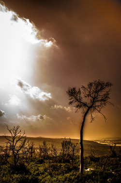 wowtastic-nature:  Tree Afraid From The Sky by  Bnaya Meir on 500px.com 
