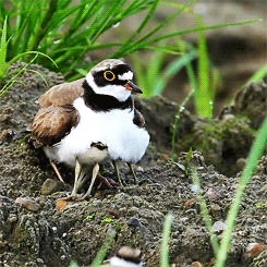 fat-birds:little ringed plover mama and her babies.