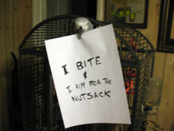 karojunk:  avianawareness:    YES! Bird shaming! I need to make one regarding Piko searching for my cellphone to further tear my otterbox to hell.    