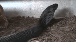 exotic-venom:  Black spitting cobra - (Naja nigricincta woodi) 
