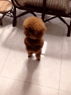 Poodle dance #poodle #dance #dog #dancing #cute (Taken with Cinemagram)