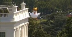 alovesupremex:  rockworm:  weavemama: weavemama:  THERE’S A GIANT INFLATABLE ‘TRUMP CHICKEN’ BEHIND THE WHITE HOUSE LMAO  I think this is the “fire and fury” trump is gonna bring upon north korea  his cock is almost as big as his ego now.  Omg