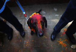 nubbsgalore:  for nepalese hindus, today is kukur puja, the second day of the five day tihar festival, nepal’s version of diwali. literally meaning “worship of dogs,” kukur puja is dedicated to honouring our special relationship with dogs, who are