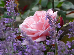 djferreira224:  Lavender and rose by libra1054 on Flickr.