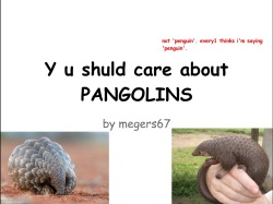 megers67:  Ok not so much informative as an excuse for me to post a bunch of pictures of my favorite animal, the pangolin. 