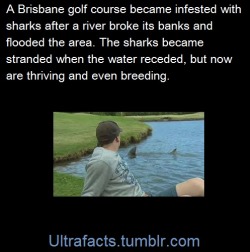 leadhooves:  ultrafacts:  Source    Follow Ultrafacts for more facts  soon, street sharks. Jawesome