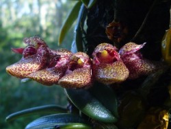orchid-a-day:  Bulbophyllum frostiiSyn.: Cirrhopetalum frostii; Bulbophyllum bootanoides; Cirrhopetalum bootanoidesJuly 28, 2017 