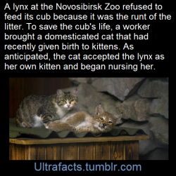 oniongentleman:  apolloadama:  bigpapaonatrain:  This my bebe. Bebe is bigger than me. Strong bebe  ok friends i wanted to confirm this story’s accuracy before reblogging so i googled it and yes it’s TRUE  AND ALSO the mom cat raised the lynx baby